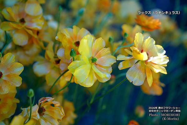 ��å������ܸ�ܥ��˥å������ǥ�2026ǯ�դΥե����硼