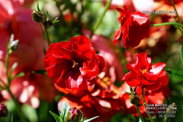 ��å������ܸ�ܥ��˥å������ǥ�2026ǯ�դΥե����硼