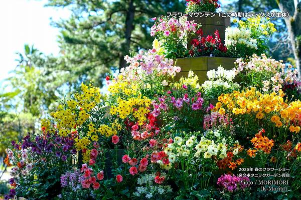 フラワーマウンテン ラナンキュラスラックス フラワーマウンテン ラナンキュラスラックス