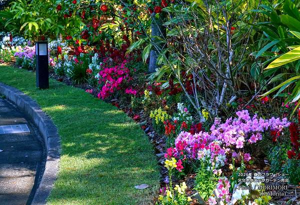 宮交ボタニックガーデン 2026年春のフラワーショー(ロータリー花壇周辺)< 宮交ボタニックガーデン 2026年春のフラワーショー(ロータリー花壇周辺)