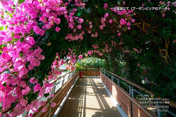 大温室スロープ付近のブーゲンビリアのアーチ 大温室スロープ付近のブーゲンビリアのアーチ