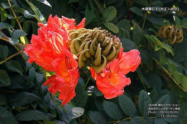 カエンボク 宮交ボタニックガーデン 大温室にて カエンボク 宮交ボタニックガーデン 大温室にて
