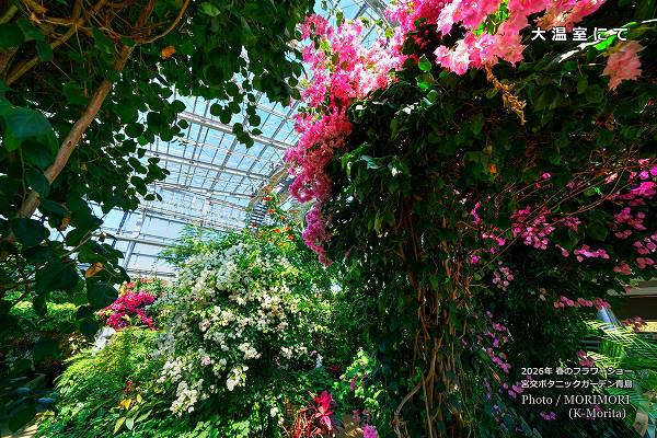 宮交ボタニックガーデン大温室にて 宮交ボタニックガーデン大温室にて