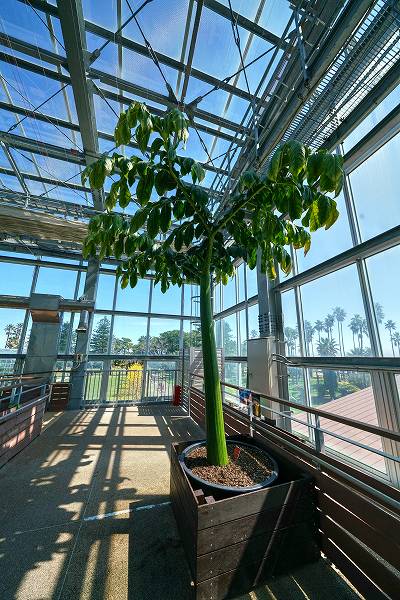 ショクダイオオコンニャク ショクダイオオコンニャク