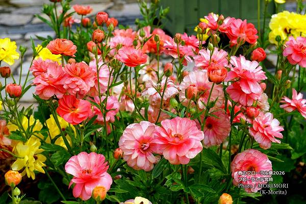 ラックス フローランテ宮崎春のフローラル祭2026 ラックス フローランテ宮崎春のフローラル祭2026