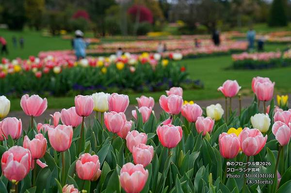 チューリップ フローランテ宮崎春のフローラル祭2026 チューリップ フローランテ宮崎春のフローラル祭2026