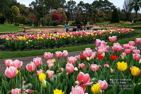 チューリップ フローランテ宮崎春のフローラル祭2026 チューリップ フローランテ宮崎春のフローラル祭2026