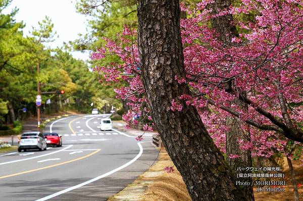 陽光桜(ヨウコウザクラ) 阿波岐原森林公園パークウェイ 陽光桜(ヨウコウザクラ) 阿波岐原森林公園パークウェイ
