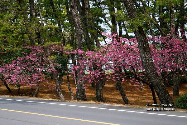 陽光桜(ヨウコウザクラ) 阿波岐原森林公園パークウェイ 陽光桜(ヨウコウザクラ) 阿波岐原森林公園パークウェイ