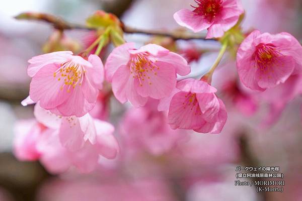 陽光桜(ヨウコウザクラ) 阿波岐原森林公園パークウェイ 陽光桜(ヨウコウザクラ) 阿波<h3>ベニバナトキワマンサク</h3>岐原森林公園パークウェイ