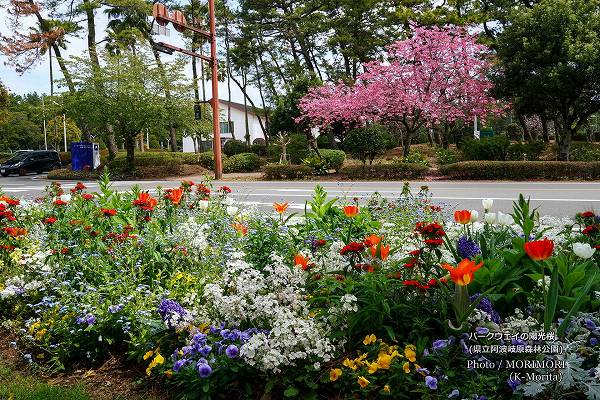 陽光桜(ヨウコウザクラ) 阿波岐原森林公園パークウェイ 陽光桜(ヨウコウザクラ) 阿波岐原森林公園パークウェイ