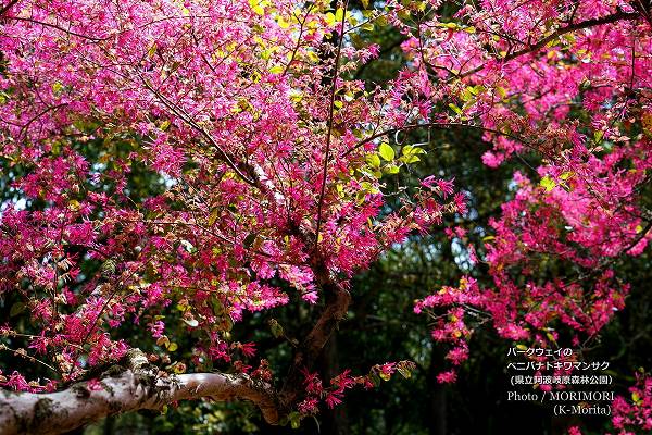 ベニバナトキワマンサク 阿波岐原森林公園パークウェイ ベニバナトキワマンサク 阿波岐原森林公園パークウェイ