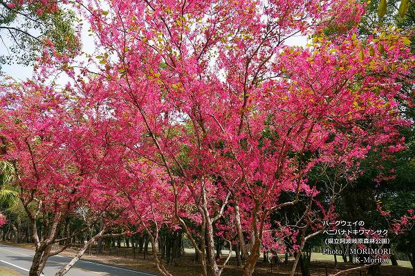 ベニバナトキワマンサク 阿波岐原森林公園パークウェイ ベニバナトキワマンサク 阿波岐原森林公園パークウェイ