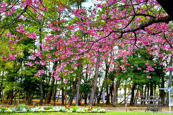 陽光桜(ヨウコウザクラ) 陽光桜(ヨウコウザクラ)