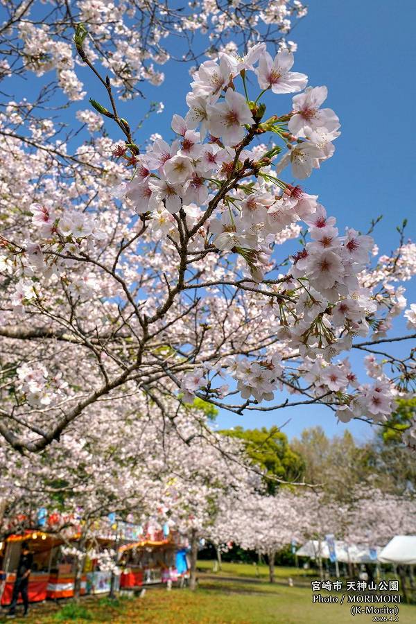 宮崎市天神山公園の桜(2026年満開) 宮崎市天神山公園の桜(2026年満開)