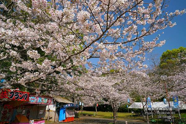 宮崎市天神山公園の桜(2026年満開) 宮崎市天神山公園の桜(2026年満開)