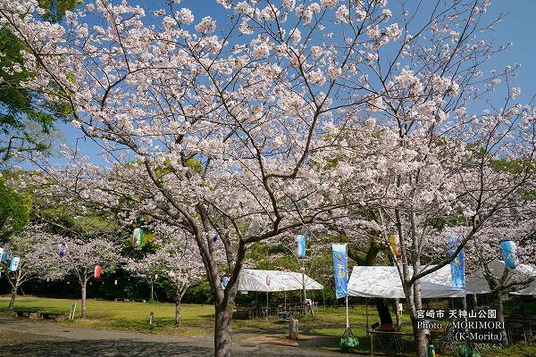 宮崎市天神山公園の桜(2026年満開) 宮崎市天神山公園の桜(2026年満開)