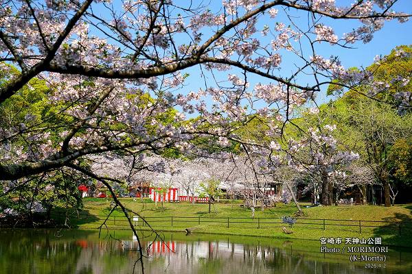 宮崎市天神山公園の桜(2026年満開) 宮崎市天神山公園の桜(2026年満開)
