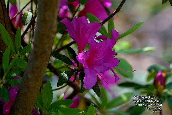 宮崎市天神山公園 ツツジ咲き出した。 宮崎市天神山公園 ツツジ咲き出した。