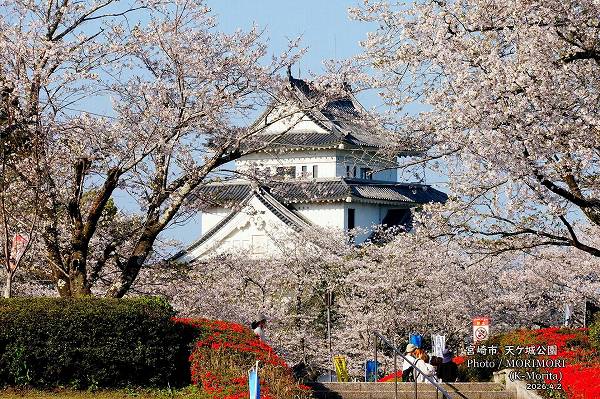天ケ城公園の桜(宮崎市高岡町) 天ケ城公園の桜(宮崎市高岡町)