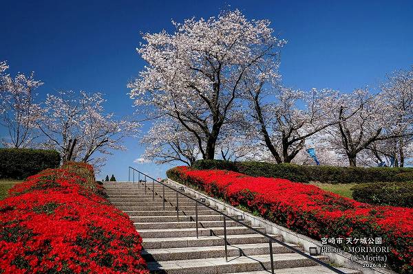 天ケ城公園 さくら広場入の桜とツツジ 天ケ城公園 さくら広場入口の桜とツツジ