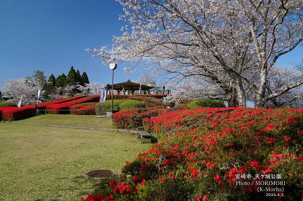 天ケ城公園 さくら広場周辺 天ケ城公園 さくら広場周辺