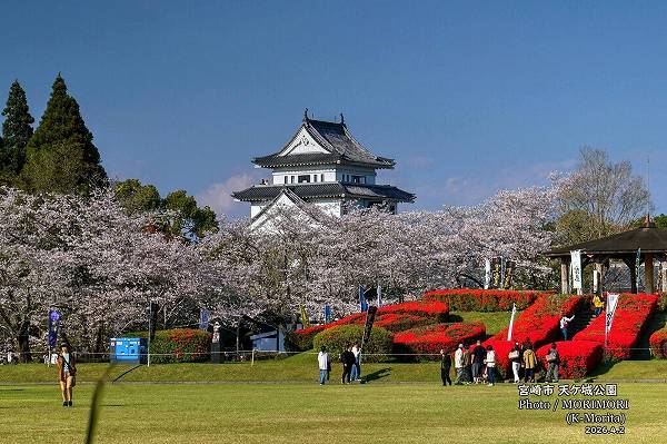 天ケ城公園 さくら広場周辺 天ケ城公園 さくら広場周辺