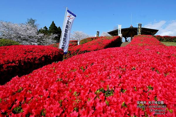 天ケ城公園の桜(宮崎市高岡町) 天ケ城公園の桜(宮崎市高岡町)