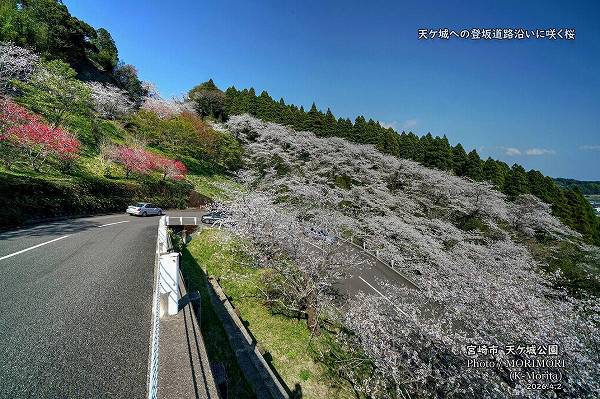 天ケ城公園へ向かう坂道の桜(宮崎市高岡町) 天ケ城公園へ向かう坂道の桜(宮崎市高岡町)