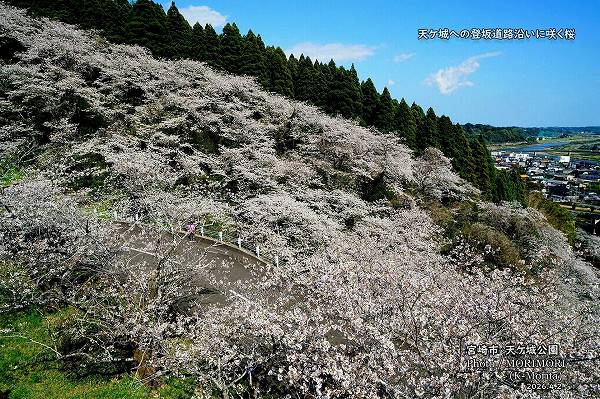 天ケ城公園へ向かう坂道の桜(宮崎市高岡町) 天ケ城公園へ向かう坂道の桜(宮崎市高岡町)