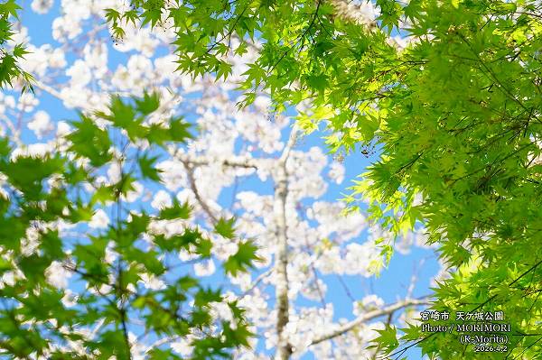 天ケ城の桜(宮崎市高岡町) 天ケ城の桜(宮崎市高岡町)