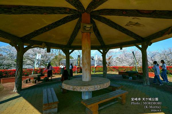 天ケ城公園の桜(宮崎市高岡町) 天ケ城公園の桜(宮崎市高岡町)