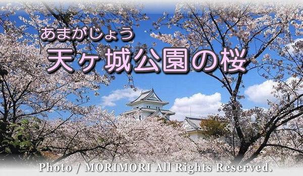 天ケ城公園の桜 WebPage 天ケ城公園の桜 WebPage