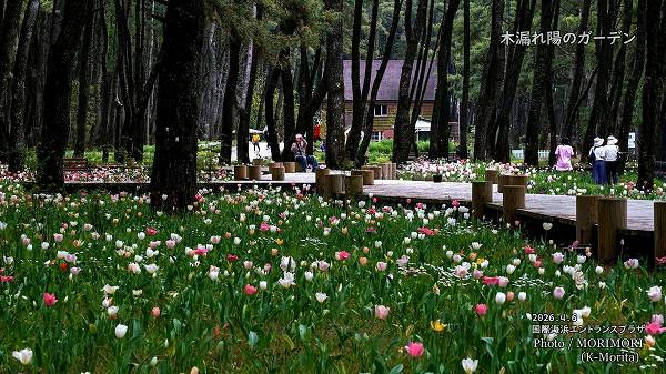 ��ϳ���ۤΥ����ǥ� 2026 (�ܺ��)