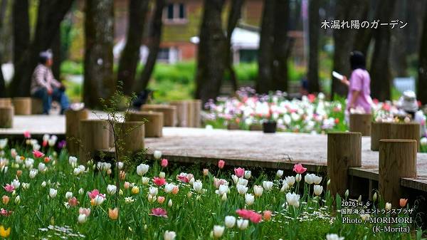 ��ϳ���ۤΥ����ǥ� 2026 (�ܺ��)