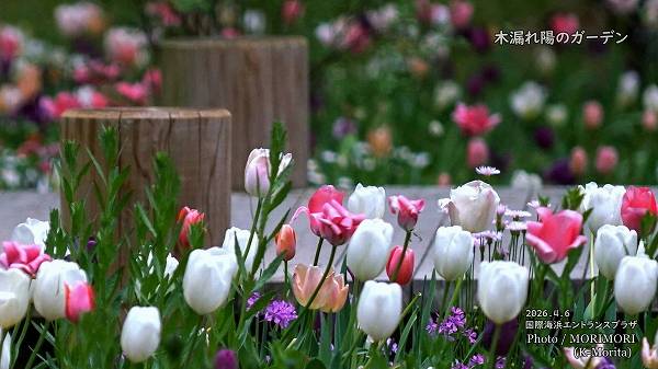 ��ϳ���ۤΥ����ǥ� 2026 (�ܺ��)