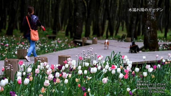 ��ϳ���ۤΥ����ǥ� 2026 (�ܺ��)