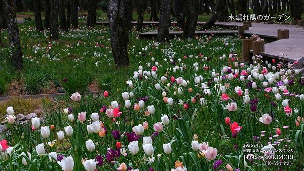 ��ϳ���ۤΥ����ǥ� 2026 (�ܺ��)