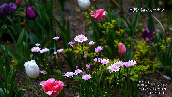 ��ϳ���ۤΥ����ǥ� 2026 (�ܺ��)