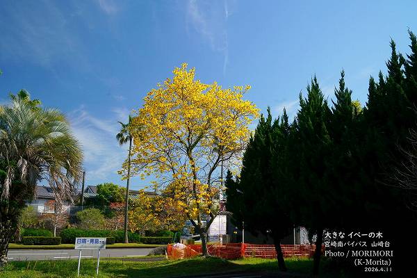 ���ڡ��ε��ڡ������β֡ʵܺ����Х��ѥ��褤��