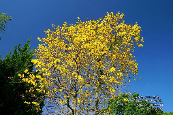 ���ڡ��ε��ڡ������β֡ʵܺ����Х��ѥ��褤��