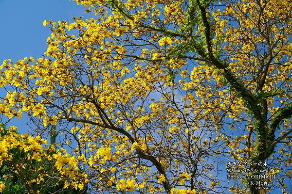 ���ڡ��ε��ڡ������β֡ʵܺ����Х��ѥ��褤��