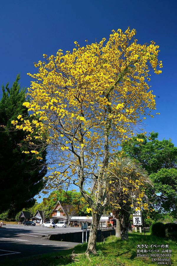 ���ڡ��ε��ڡ������β֡ʵܺ����Х��ѥ��褤��