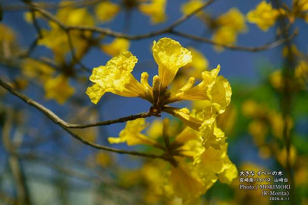 ���ڡ��ε��ڡ������β֡ʵܺ����Х��ѥ��褤��