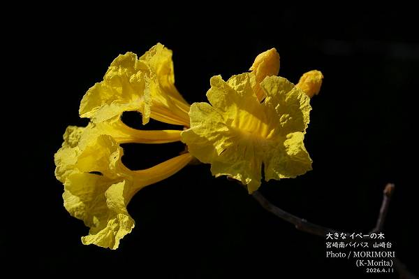 ���ڡ��ε��ڡ������β֡ʵܺ����Х��ѥ��褤��