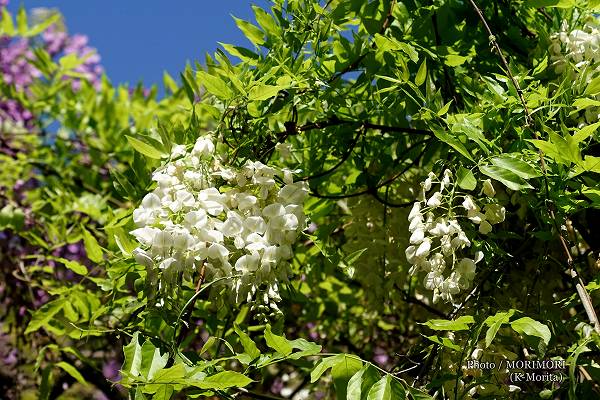 白色のフジ 白色のフジ