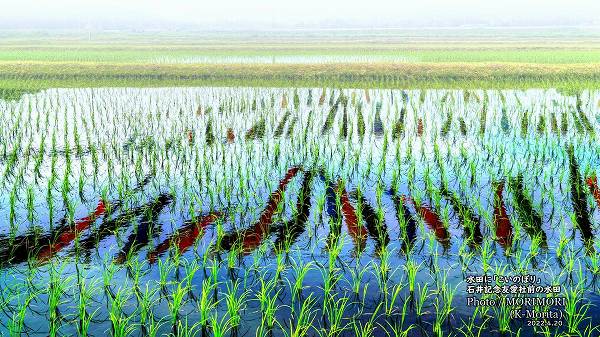 ���Ĥˡ������Τܤꡡ�ܺ긩�ھ�Į �а浭ǰͧ�������ο���