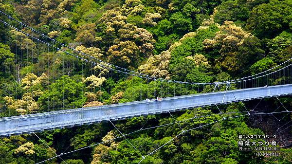 �� ������Ĥ궶