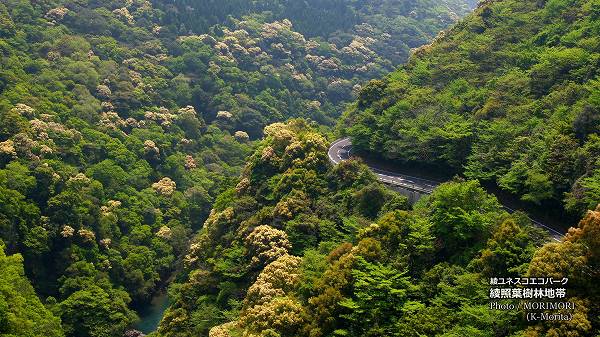 ����ͥ����ѡ��������ռ��Ӥγ���(Ÿ˾�ݥ����(ɸ��509m)���)