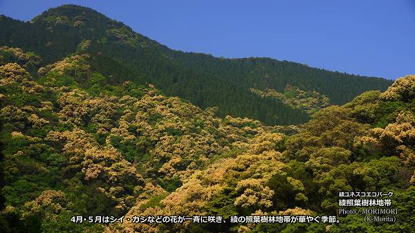 �� ���ռ��ӤΥ����������ʤɤγ���